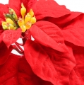 Floristik24 Poinsettia red 65cm