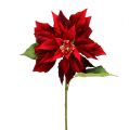 Floristik24 Christmas star red 70cm