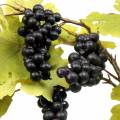Floristik24 Vine branch with grapes 76cm