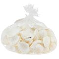 Floristik24 White shells decorative cockles cream white 2-3.5cm 300g