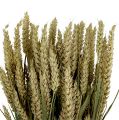 Floristik24 Wheat bunch natural deco wheat 1 bunch 150g