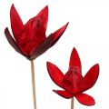 Floristik24 Wild lily on a stem red Ø6.5cm 35cm 45pcs