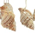 Floristik24 Wind chime maritime decoration with natural coconut Ø12.5cm 48cm