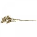 Floristik24 Xanthium artificial flower autumn decoration 6 blossoms cream, brown 80cm 3pcs