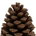 Floristik24 Cones Pinus Maritima 10cm - 15cm natural 3pcs