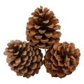 Floristik24 Cones Maritima Maritime Pine Natural 5-10cm on stick 50pcs
