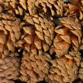 Rectangular Pinecone Planter