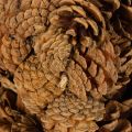 Natural Pinecone Star-Shaped