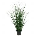 Floristik24 Zebra grass in a pot Green 60cm