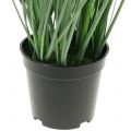 Floristik24 Ornamental grass with white seeds green H73cm