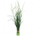 Floristik24 Ornamental grass Pampas grass with fronds green / cream H107cm