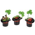 Floristik24 Lucky charm clover and beetle in a top hat, 7cm, 3 pieces