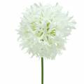 Floristik24 Allium Artificial White Ø12cm H62cm