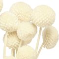 Craspedia dried drumsticks cream 45-55cm 20 pcs | Floristik24.co.uk