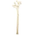 Craspedia dried drumsticks cream 45-55cm 20 pcs | Floristik24.co.uk