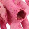 Floristik24 Cupy root in light-pink 350g