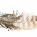 Floristik24 Feathers natural 4.5 - 9cm 20g