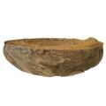 Coconut planter, natural, 20cm, 5 pieces | Floristik24.co.uk