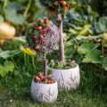 Artificial acorns on wire decoration for autumn wreath 3cm 6 pcs | Floristik24.co.uk