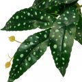 Floristik24 Artificial Begonia Artificial Plant Green, Dark Green 42×28cm