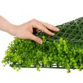 Artificial Boxwood Panel 55x55 cm Green for Decorative Wall Design | Floristik24.co.uk