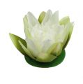 Floristik24 Artificial lotus flower cream 13cm 4pcs