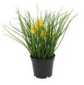 Floristik24 Easter bells with grass in the pot 25cm