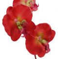 Floristik24 Deco orchid red 68cm
