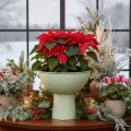 Metal Plant Bowl with Stand, 25cm, Green Granite Look | Floristik24.co.uk