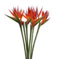 Floristik24 Strelitzia 65cm (6pcs.)